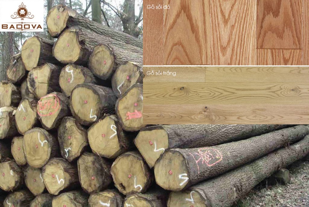 ưu điểm của dòng gỗ sồi
